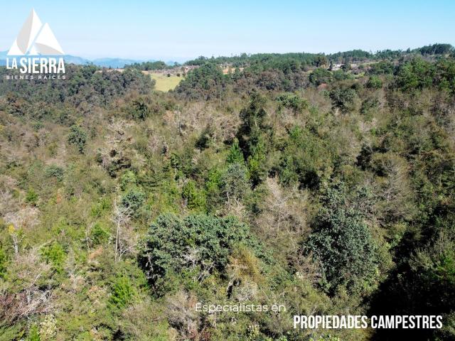 Terreno Campestre Plano con Bosque Joven