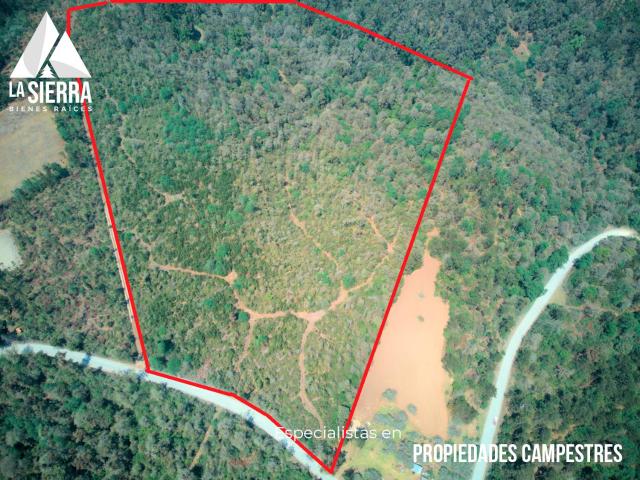 Terreno Campestre Plano con Bosque Joven