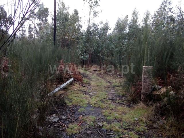 Terreno / Cinfães, Travanca