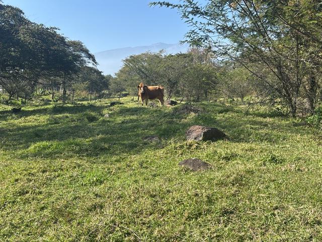 Terreno Coatepec