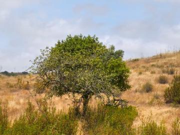 TERRENO COM 41.760 M2 COM POSSIBILIDADE DE CONSTRUIR APOIO AGRICOLA PISA BARRO EM CASTRO MARIM ALGARVE