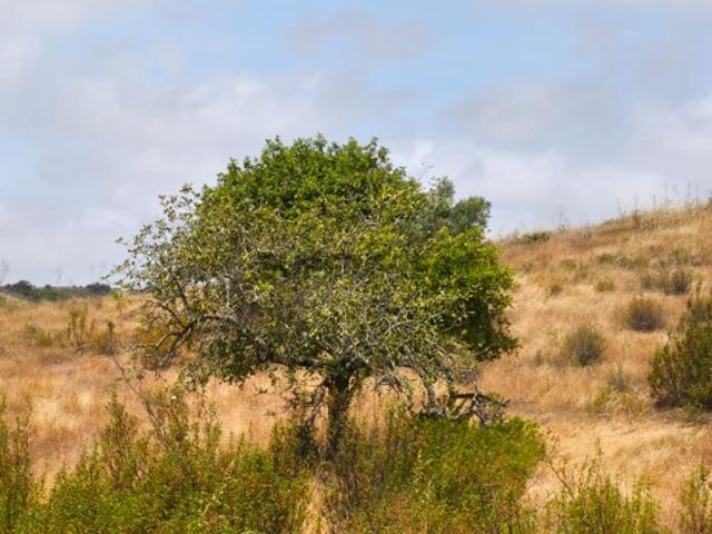 TERRENO COM 41.760 M2 COM POSSIBILIDADE DE CONSTRUIR APOIO AGRICOLA PISA BARRO EM CASTRO MARIM ALGARVE