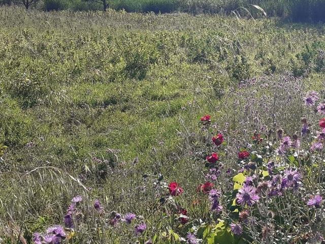 Terreno com 480 m² a 1000 metros da praia e do centro de Buarcos
