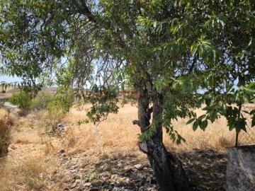TERRENO COM 4.000 M2 PARA CONSTRUÇÃO NA ALDEIA DE TESOURO EM ALCOUTIM ALGARVE