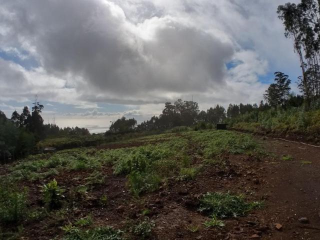 Terreno com 4.288,88 m2 — Canhas, Ponta do Sol
