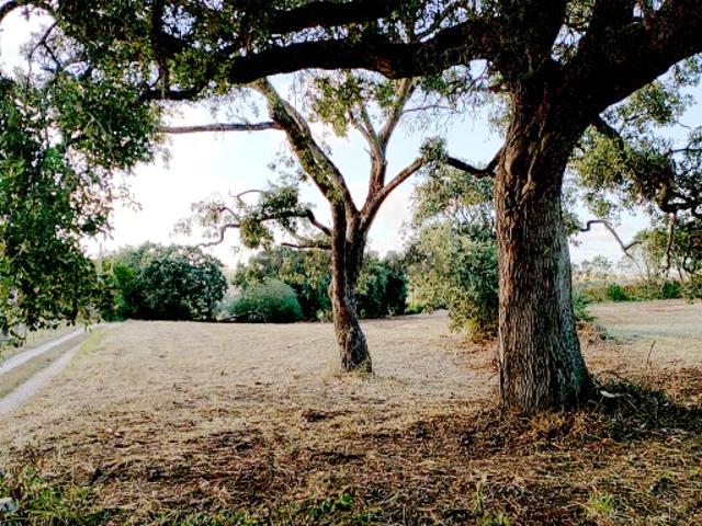 Alcobaça | 5.000 m² | Turismo Rural 10+ Quartos no novo PDM
