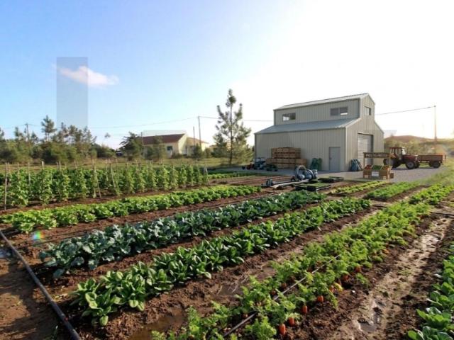Terreno rústico c/ 6250m2 no Sobreiro de Mafra