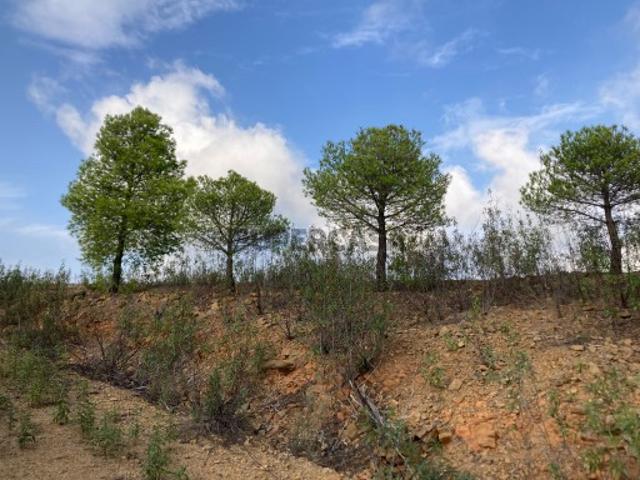 TERRENO COM 67.520 M2 COM POSSIBILIDADE DE CONSTRUÇÃO TURISMO OU HABITAÇÃO PROXIMO A ALDEIA DOS CORUJOS EM CASTRO MARIM ALGARVE