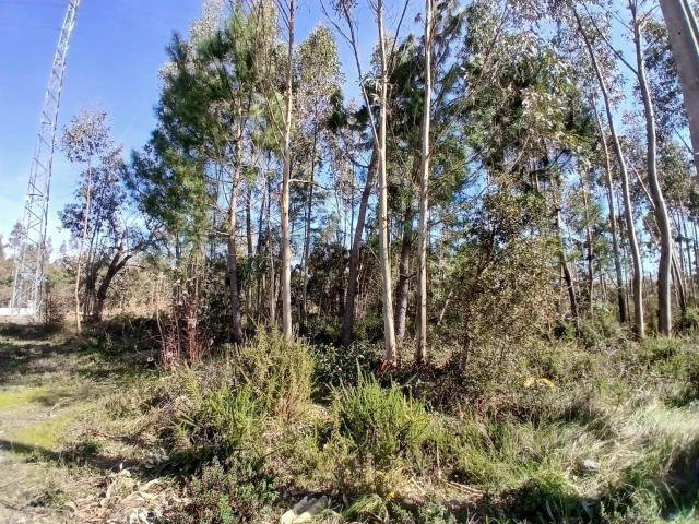​​​​​​​​​​​​​​Terreno com 6.970 m² na Pedrulheira – Marinha Grande
