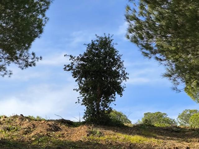 TERRENO COM 76.620 M2 COM POSSIBILIDADE DE CONSTRUÇÃO MORADIA E OU TURISMO COM ÁRVORES PRÓXMO A FOZ DE ODELEITE CASTRO MARIM ALGARVE