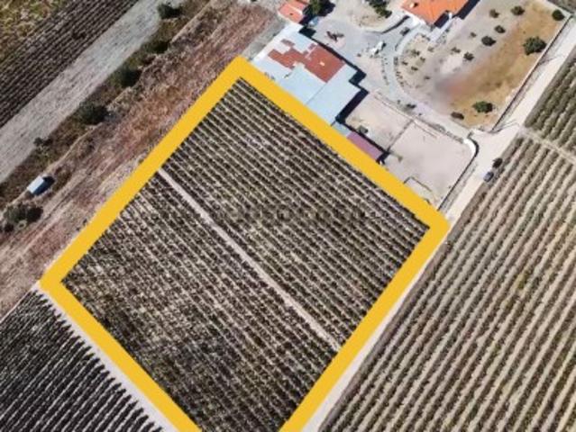 Terreno com 9000m2 com vinha e PIP aprovado!