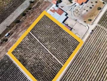 Terreno com 9000m2 com vinha e PIP aprovado!