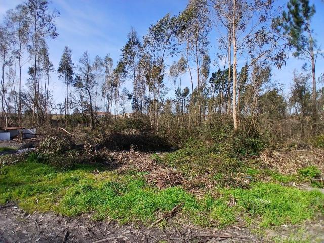 Terreno com 10.712 m² – Embra, Marinha Grande