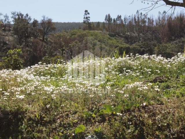 Terreno com 11 hectares Odemira