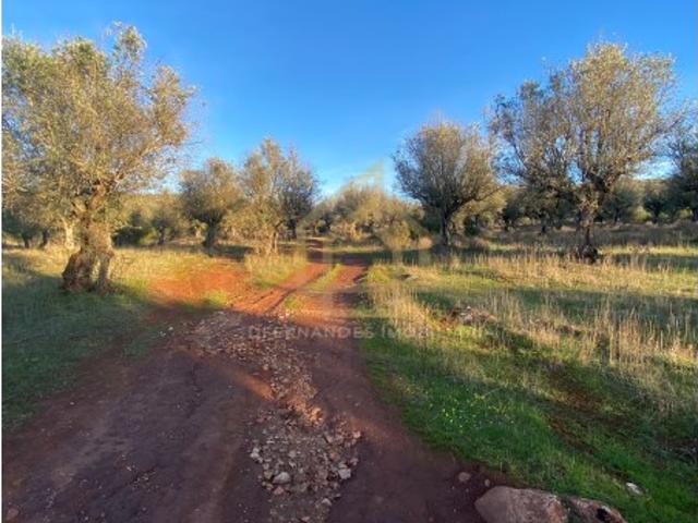 Terreno com 12 Hectares ideal para Olival