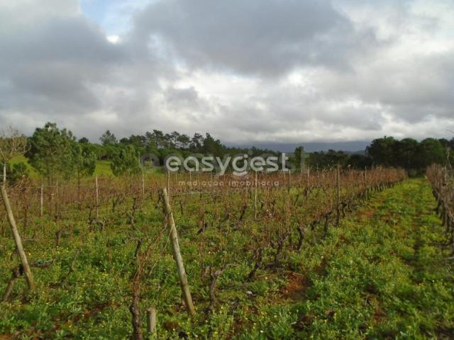 Terreno com 1365 m2 para agricultura e vinha nos Montes Alpedriz