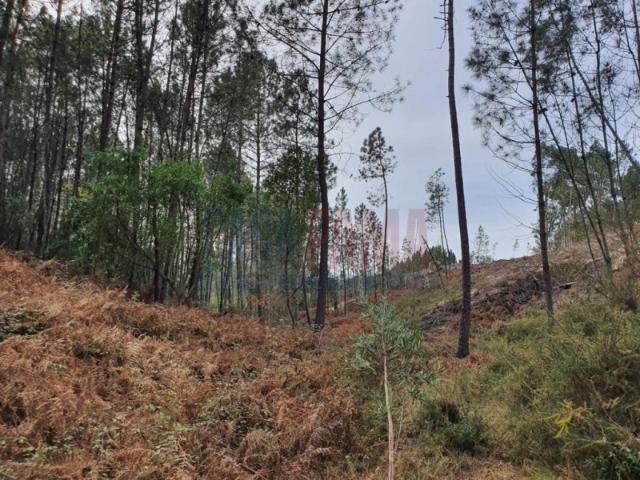 Terreno com 15.000m2 no Gerês Braga