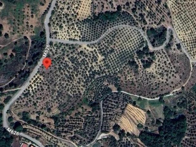 Terreno com 160 oliveiras Vila Flor