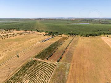 Terreno com 1,15 ha em Montoito Redondo | Oportunidade Agrícola e de Investimento
