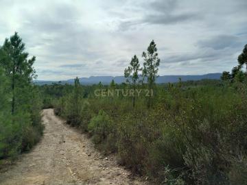 Terreno com 1,3 ha Vale da Pereira Santo André das Tojeiras