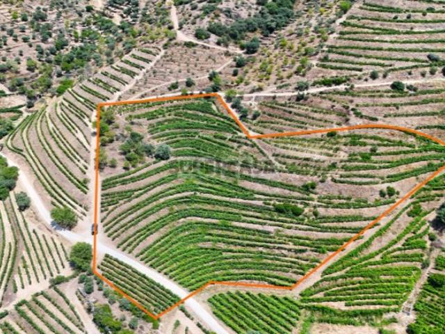 Terreno com 20.163 m² e Vistas Deslumbrantes sobre o Rio Douro