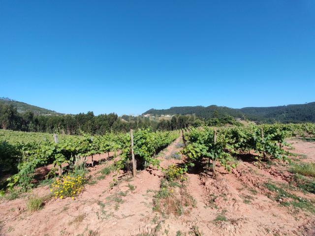 Terreno com 21 hectares Mafra