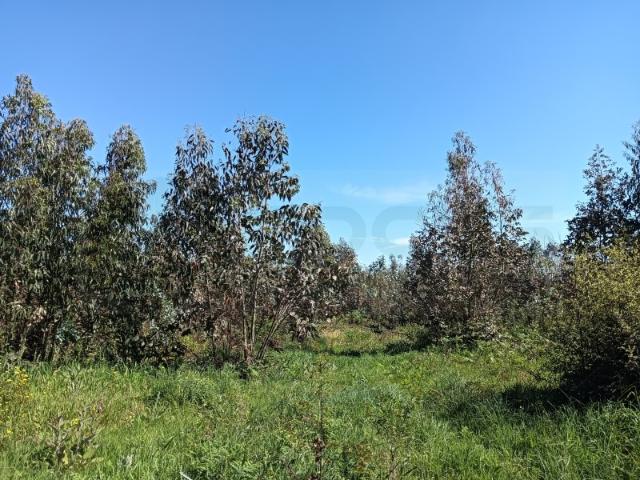 Terreno com 22.50m de frente para moradia Alquerubim / Albergaria a Velha