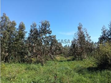 Terreno com 22.50m de frente para moradia Alquerubim / Albergaria a Velha