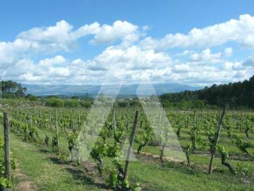 Terreno com 27000 m2 de vinha