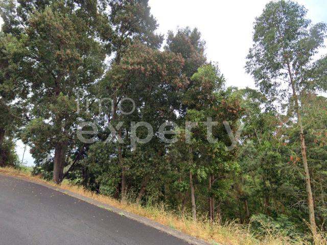 Terreno com 2710m2 com capacidade construtiva em Gaula, Madeira
