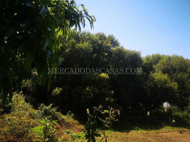 Terreno com 2800m2 São Paio de Oleiros