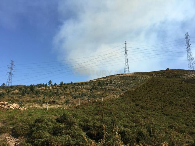 Terreno com 29500 m2 e cerca de 3000 pés de eucaliptos