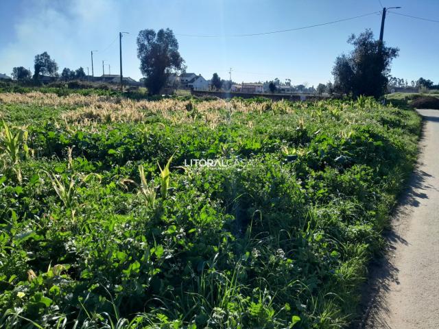 Terreno com 2 artigos em Mamodeiro