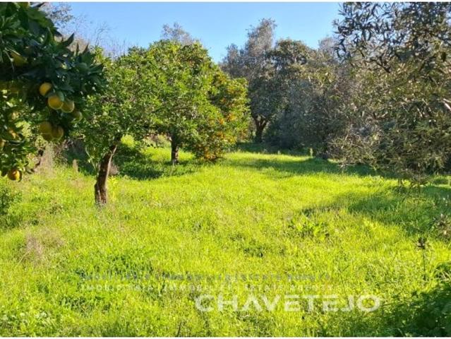 Terreno com 2.400 m2 com possibilidade de construção a 10 minutos de Tomar