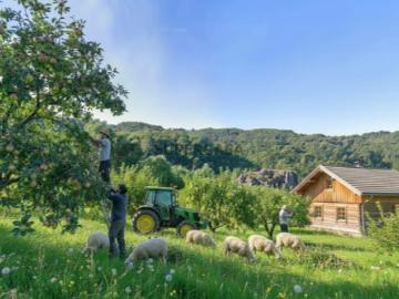 Terreno Rústico com 3 Hectares no Coração do Douro Cinfães Fornelos