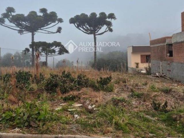 Terreno com 352m² 11 x 32 no Bairro São Caetano no Residencial Di Fillippo