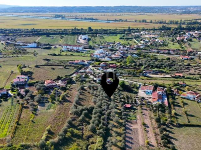 Terreno com 3.521 m² e Oliveiras em Santo Varão, Coimbra