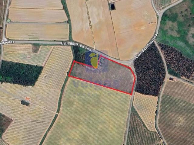 Terreno com uma área generosa de 13.840m2 com plantação de eucaliptos, localizado entre Bombarral e Reguengo Grande
