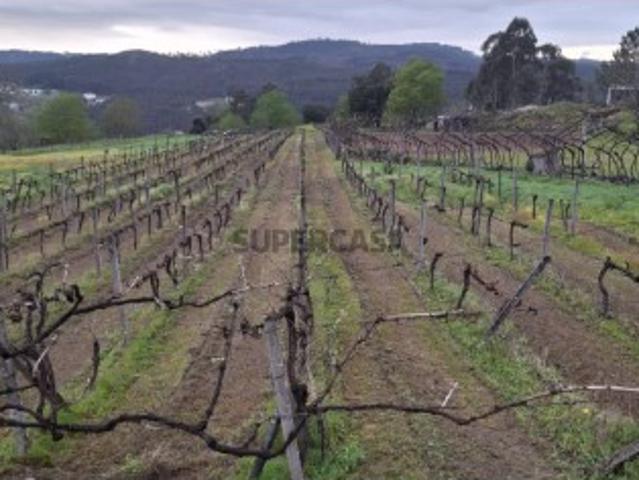 Terreno com vinha