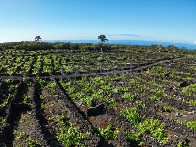 Terreno com Vinha de Verdelho do Pico Bandeiras, Madalena