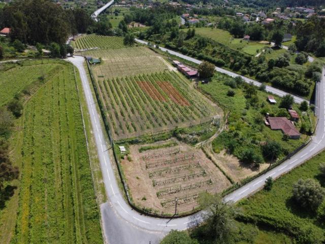 Terreno com Vinha e Anexo à Venda Oportunidade Única no Coração da Natureza