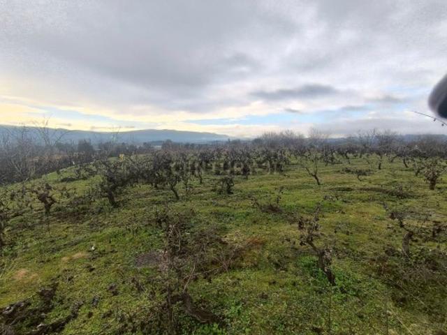 Terreno com vinha e poço Perto da Zona Industrial de Chaves