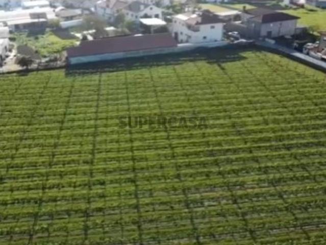 Terreno com Vinha para Investimento