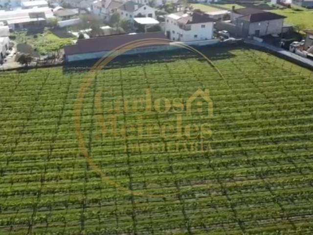 Terreno com Vinha para Investimento