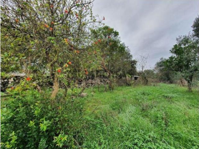 Terreno com Vista para o Rio em Chão Grande Gonçalo Guarda
