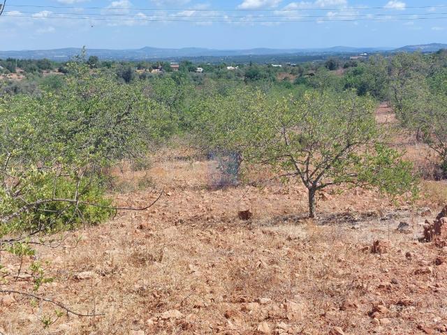 Terreno com Alfarrobal em 14.600 m2