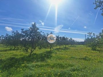 Terreno com armazém no concelho de Faro