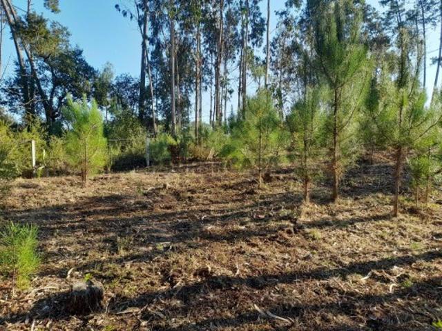 Terreno com cerca de 700m2, com viabilidade de construção