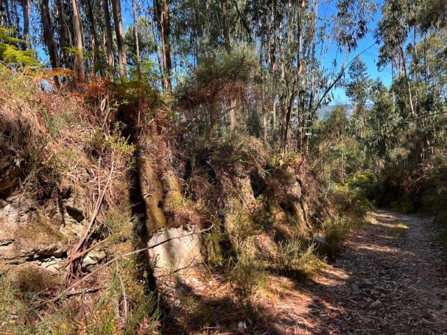Terreno com eucaliptal e pinhal, em Santa Cruz do Lima