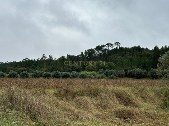 Terreno com Eucaliptal e outras árvores